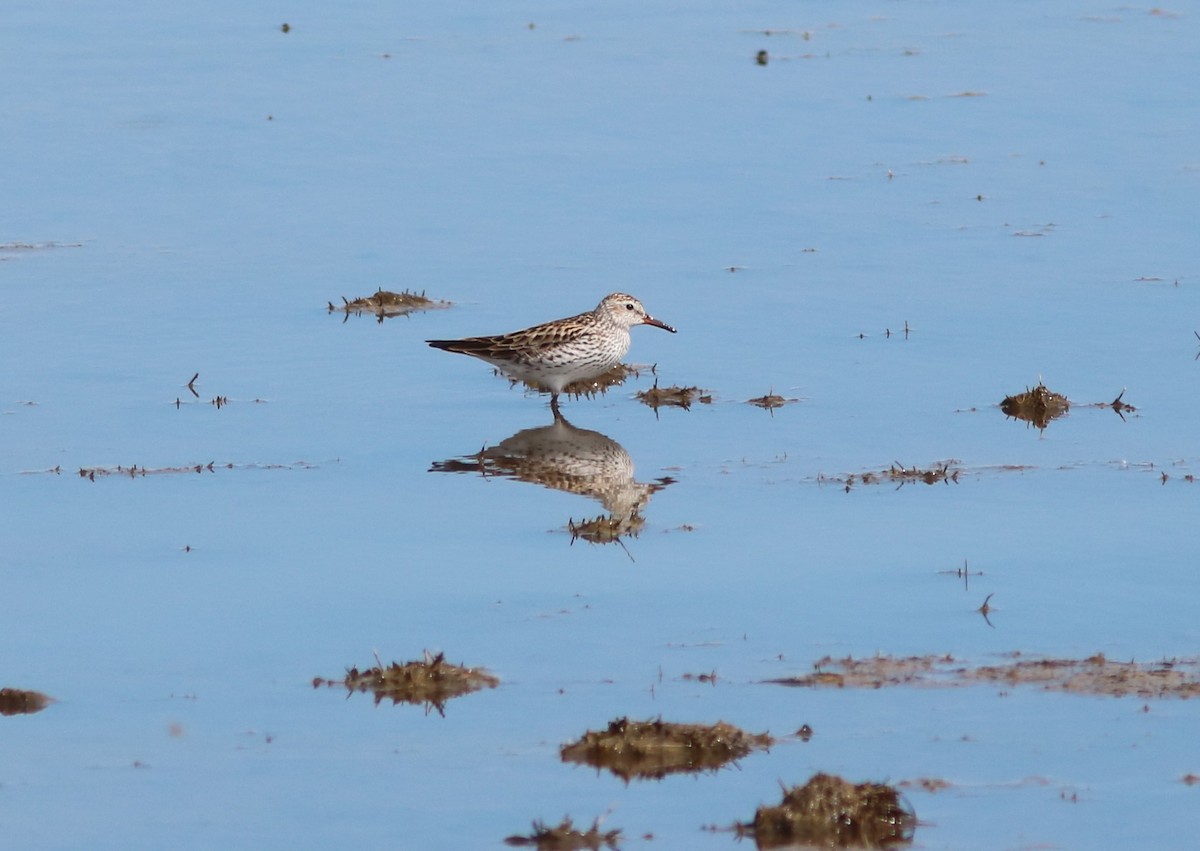 White-rumped Sandpiper - ML59032051