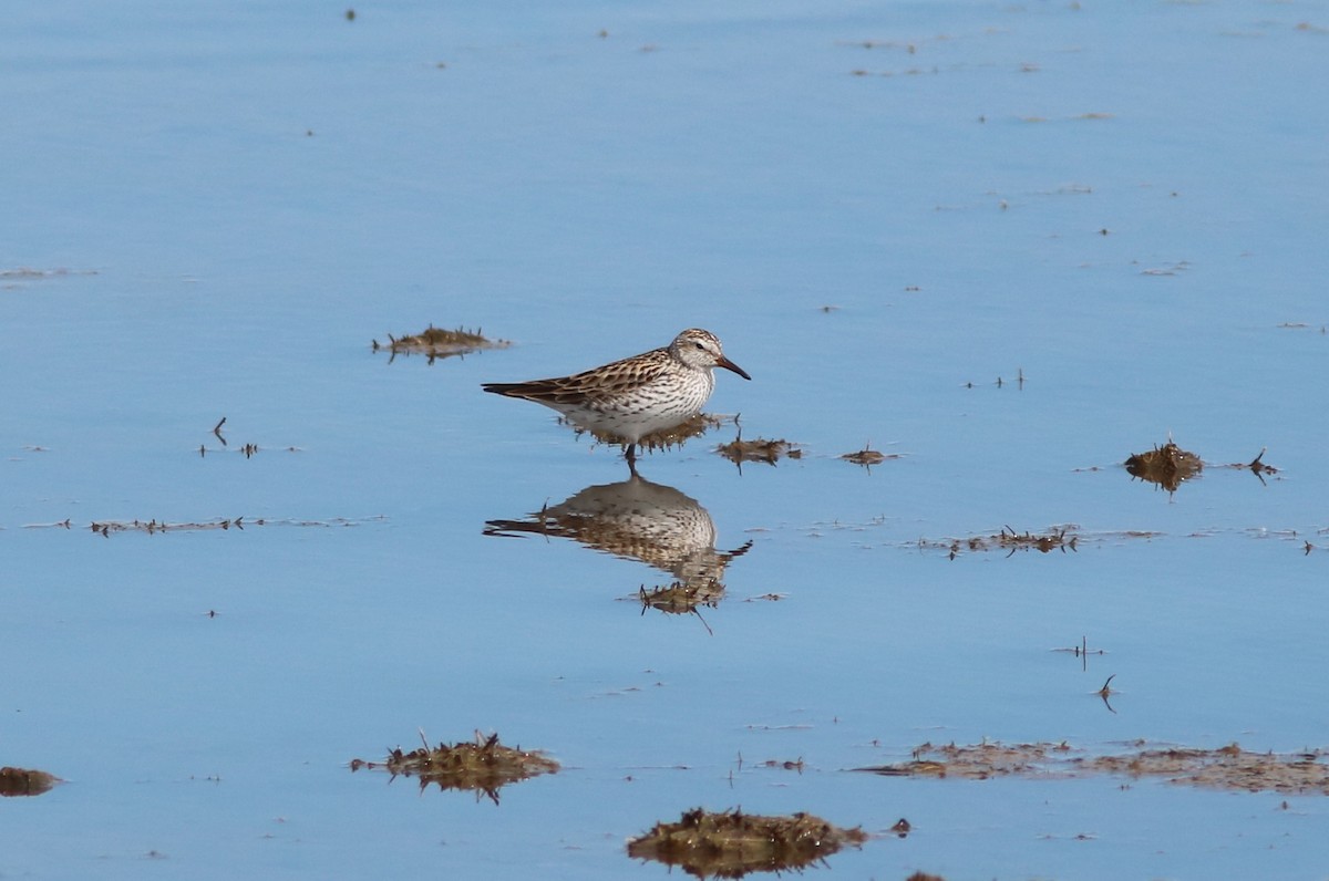 White-rumped Sandpiper - ML59032081