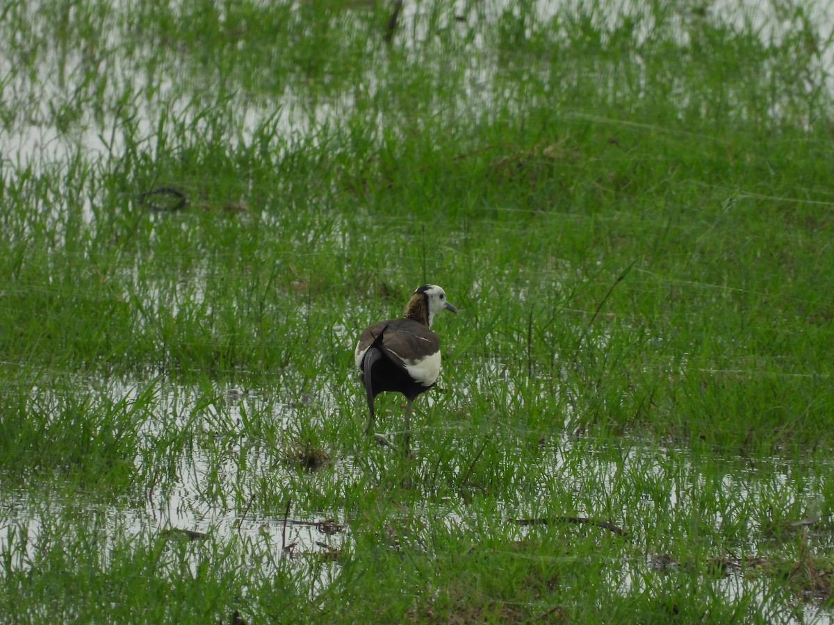 Pheasant-tailed Jacana - ML590320831