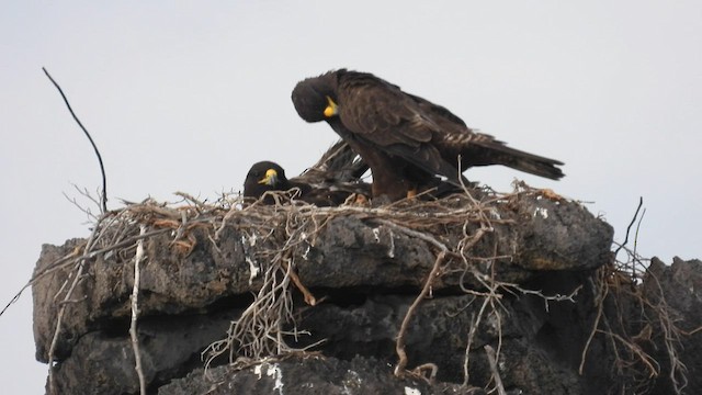 Galapagos Şahini - ML590321651