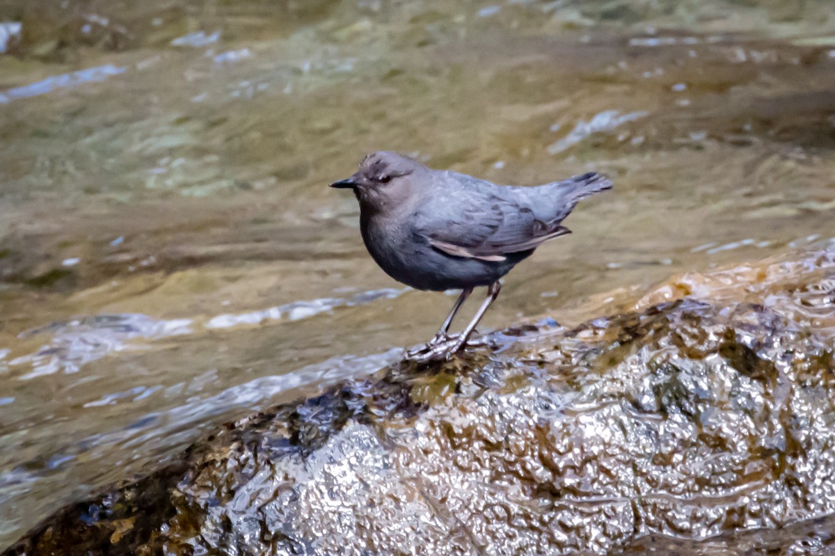 American Dipper - ML590321861