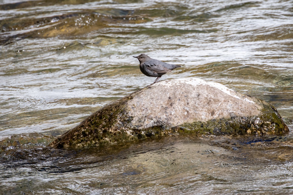 American Dipper - ML590321911