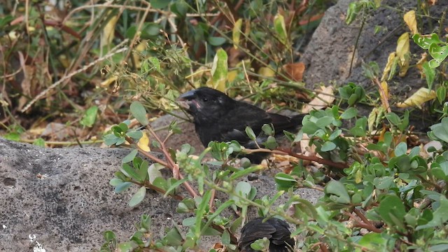 Española Ground-Finch - ML590321931