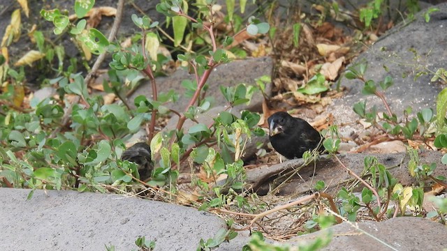 Española Ground-Finch - ML590321951