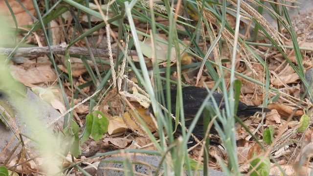 Española Ground-Finch - ML590321961