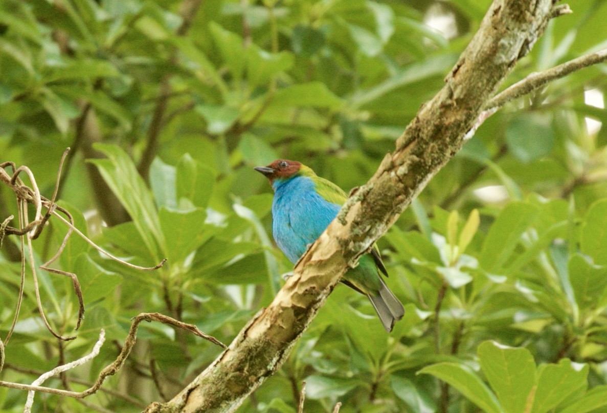 Bay-headed Tanager - ML590322091