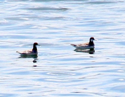 Red-necked Phalarope - ML59032311