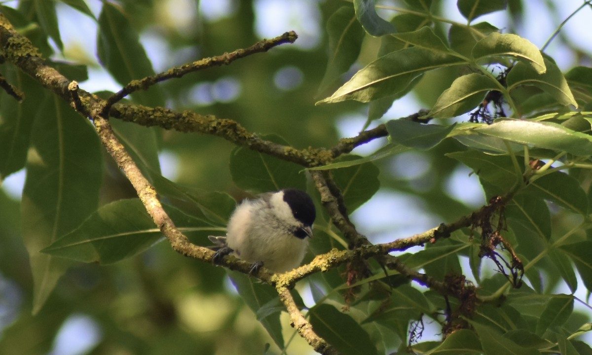 Mésange nonnette - ML590324241