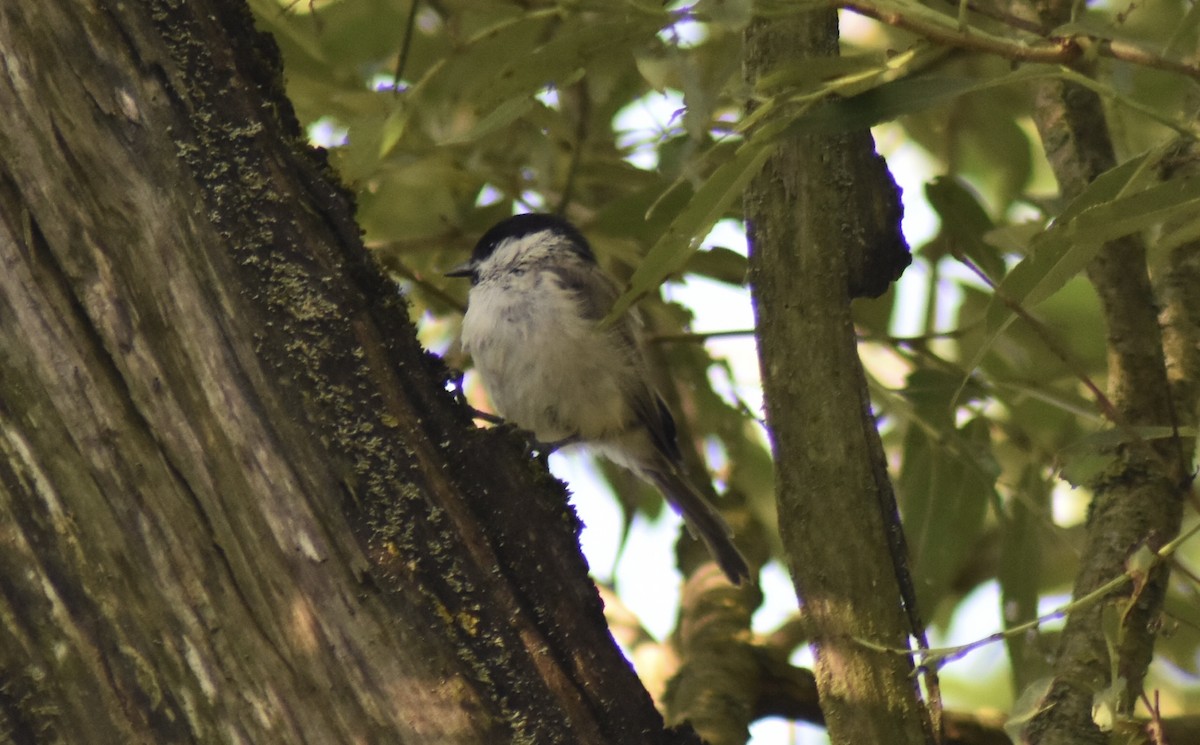 Mésange nonnette - ML590324251