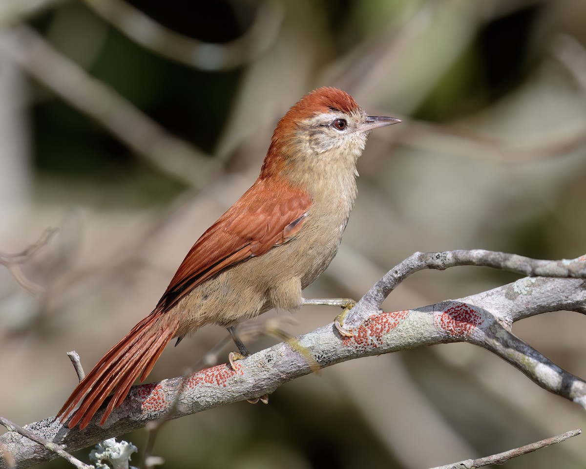 Rusty-backed Spinetail - ML590324291