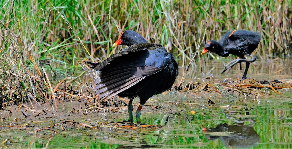 Common Gallinule - ML590325011