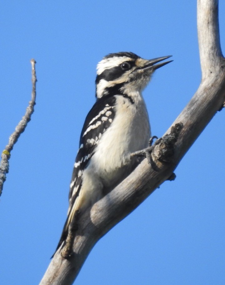 Hairy Woodpecker - ML59032541