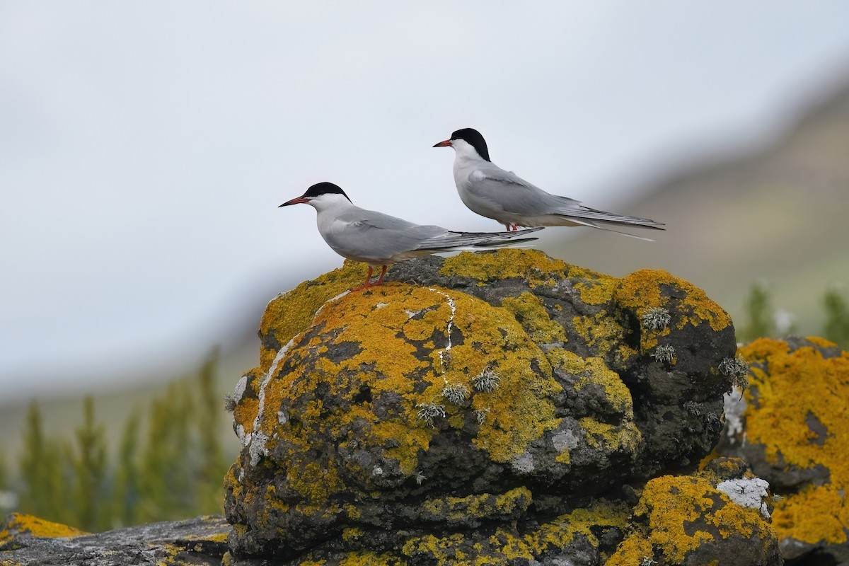 Common Tern - Matt Spangler