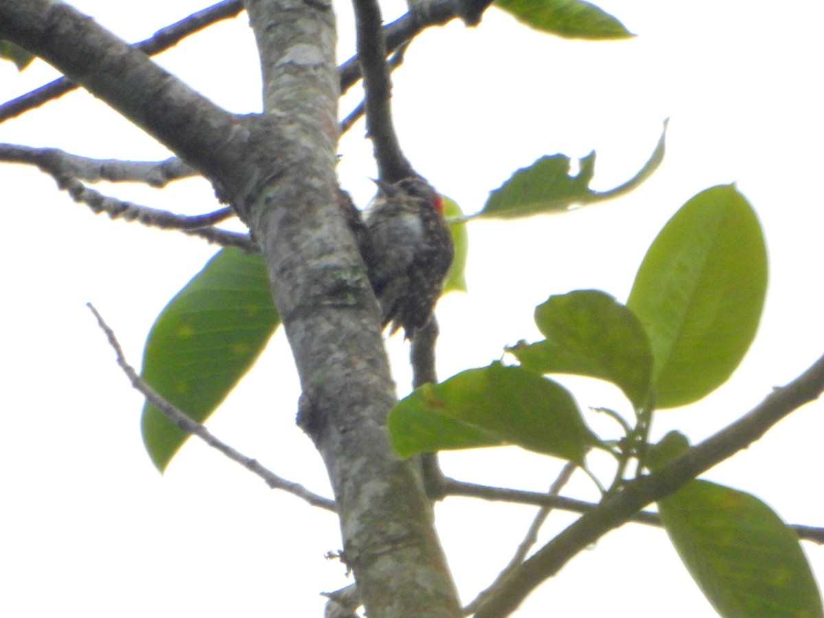 Sulawesi Pygmy Woodpecker - ML590326461