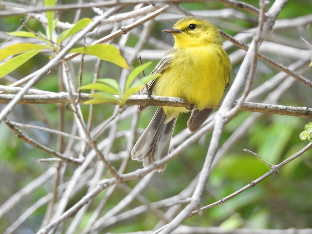 Vitelline Warbler - ML59032661