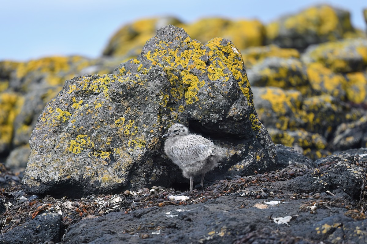 Common Gull - Matt Spangler
