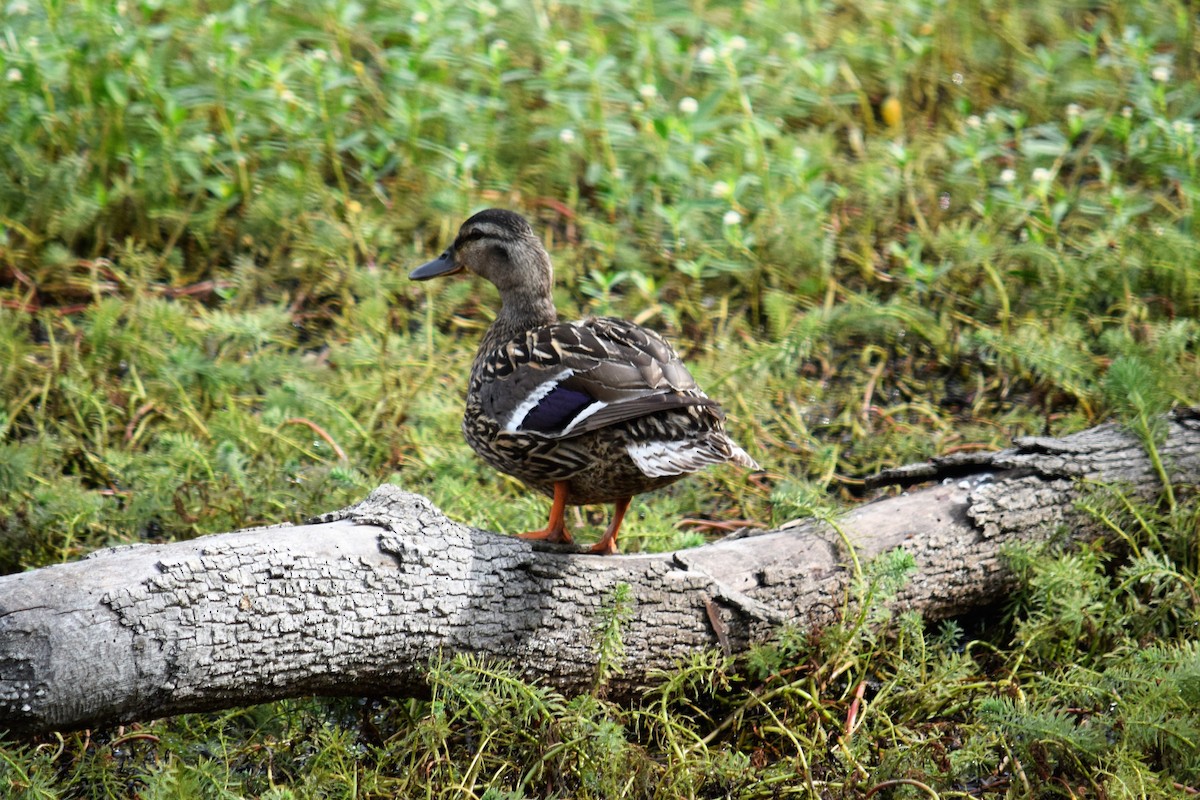 Mallard - Hugh Barger