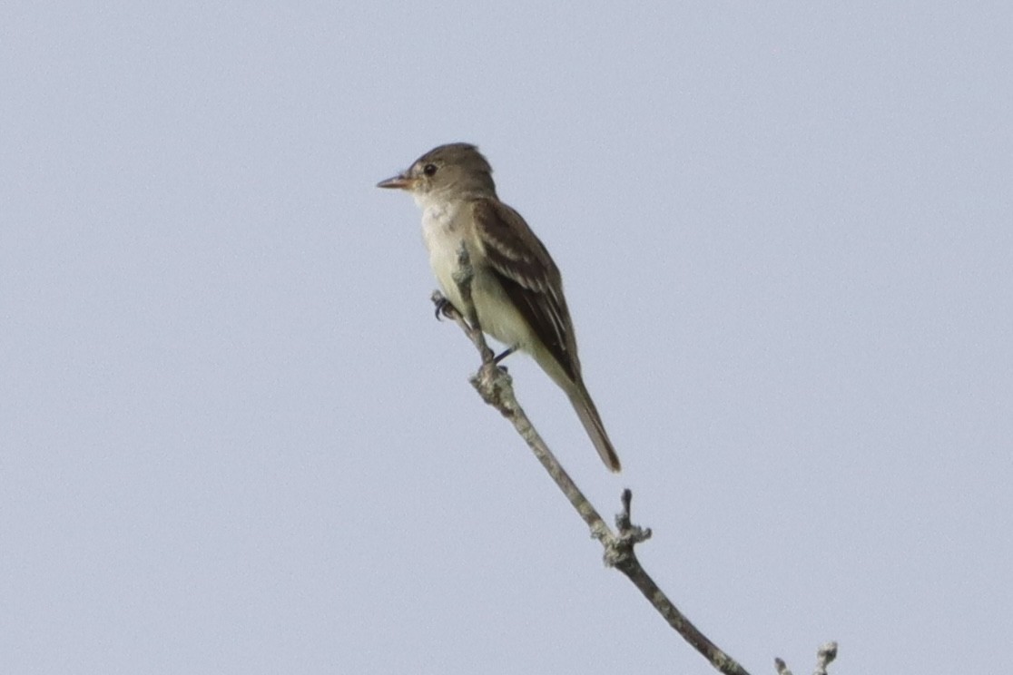 Willow Flycatcher - ML590328491