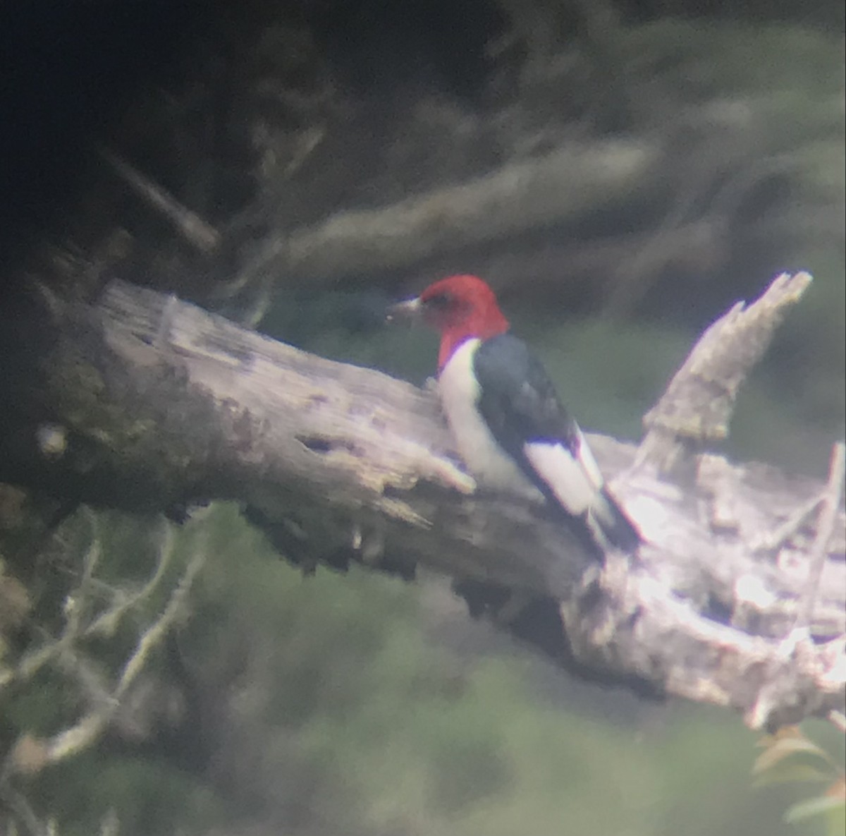 Red-headed Woodpecker - Dessi Sieburth