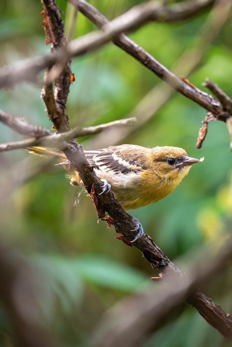 Baltimore Oriole - ML590330801