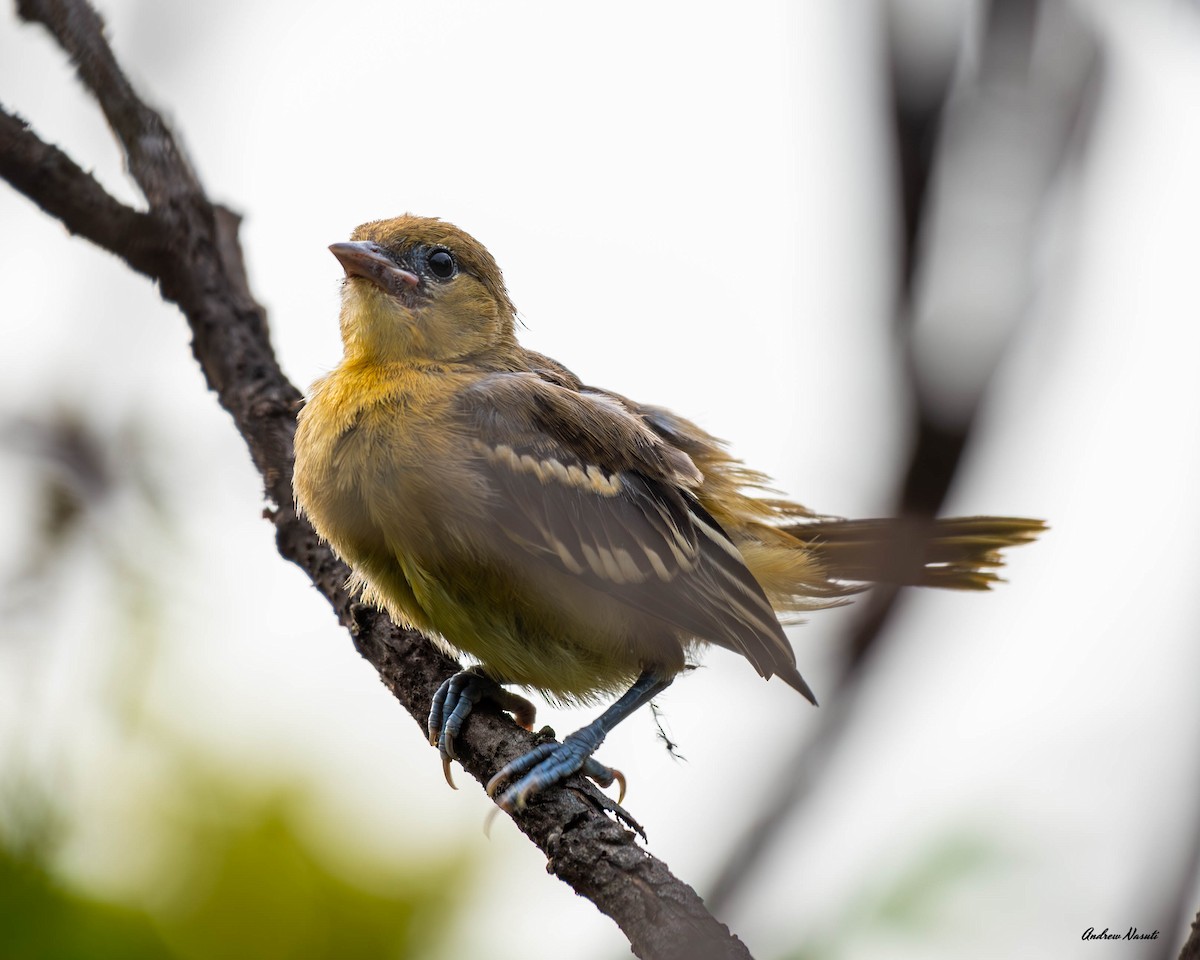 Baltimore Oriole - ML590330811