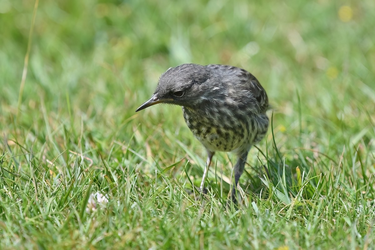 Rock Pipit - Matt Spangler