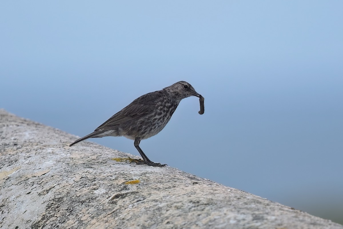 Rock Pipit - Matt Spangler