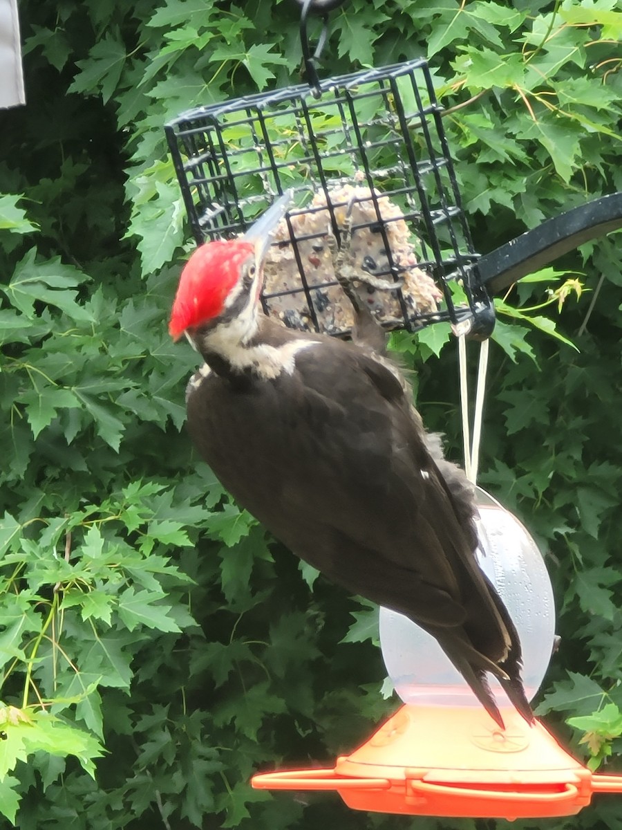 Pileated Woodpecker - ML590334541