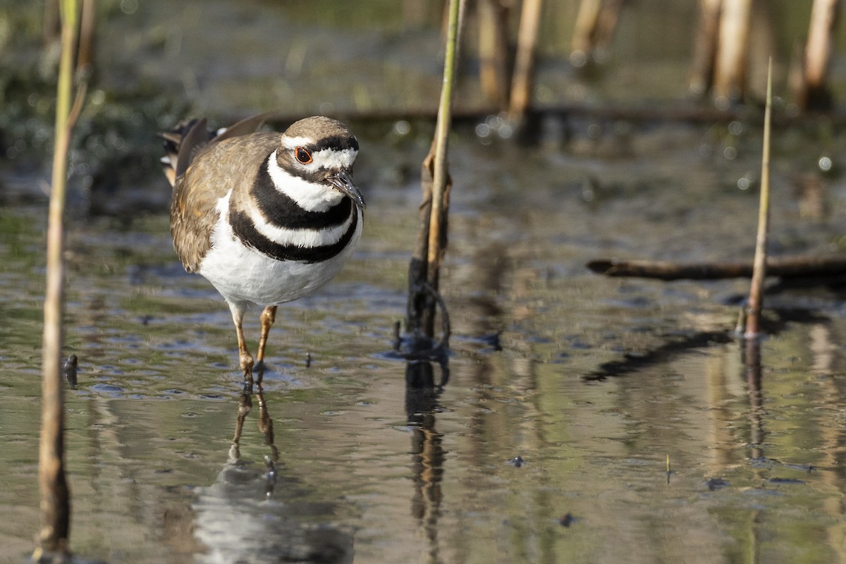 Killdeer - Michael Stubblefield