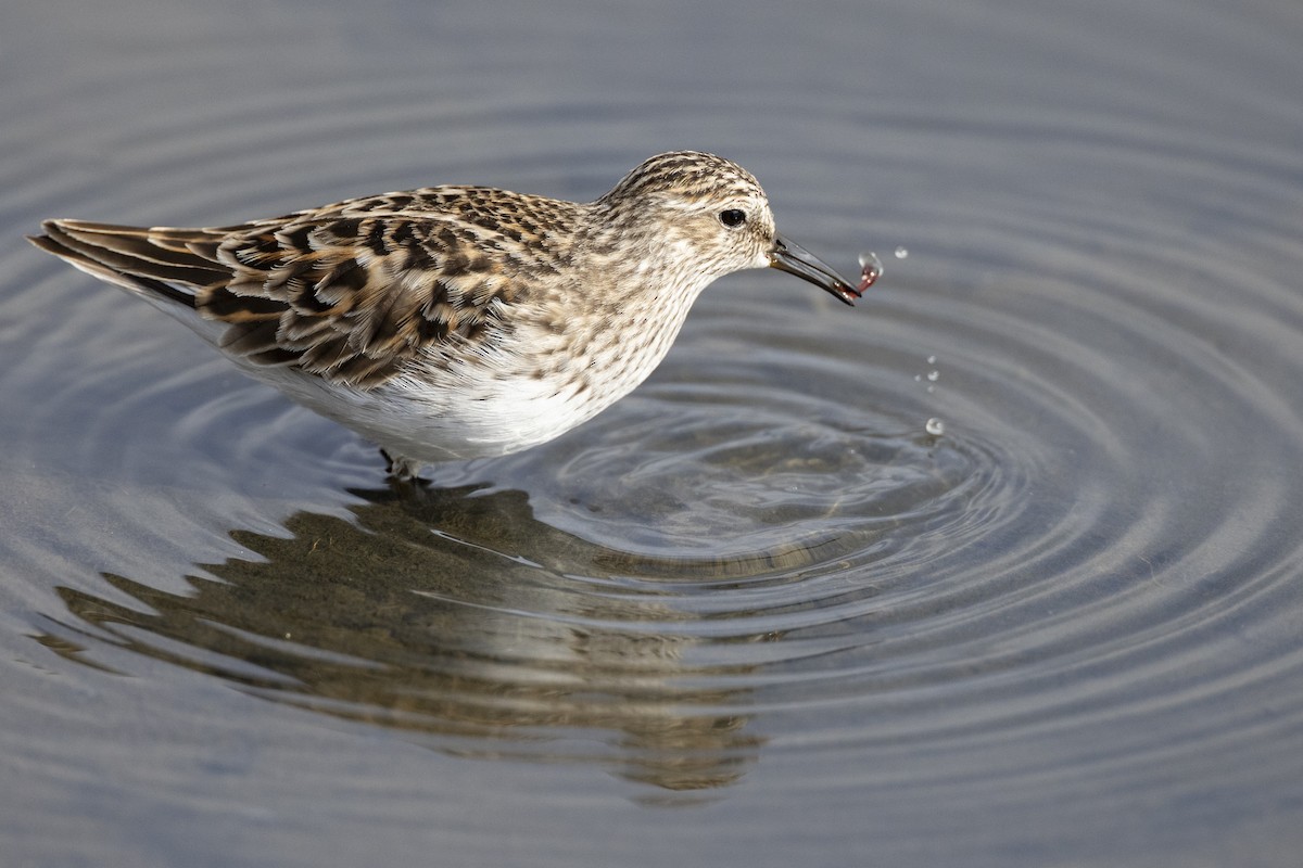 pygmésnipe - ML590335021