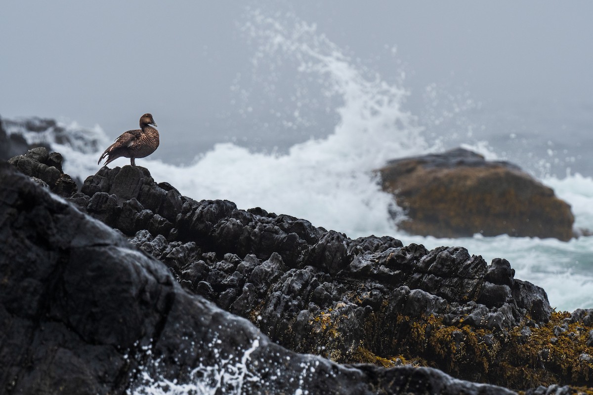 Common Eider - ML590335251