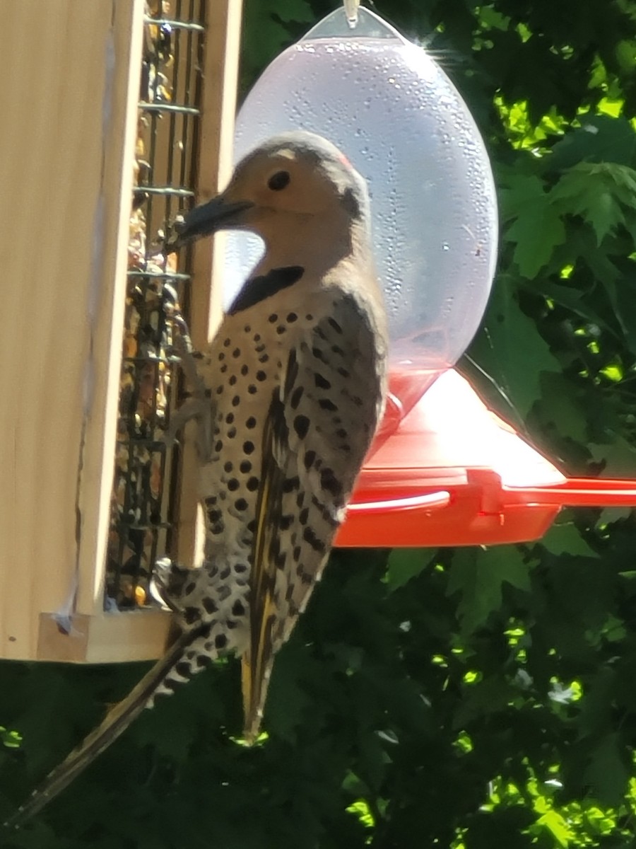 Northern Flicker - ML590335311