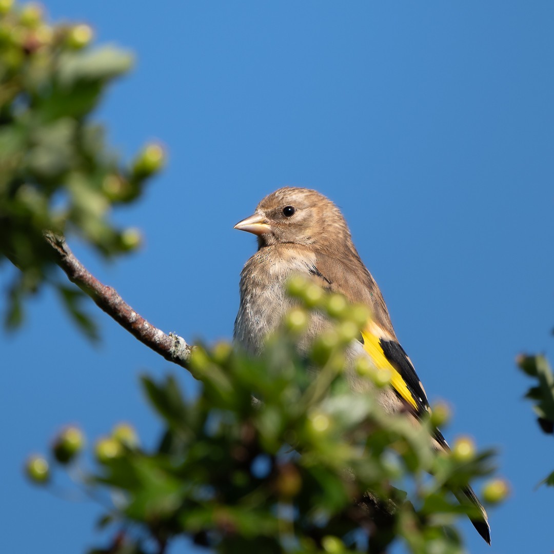 European Goldfinch - ML590335541