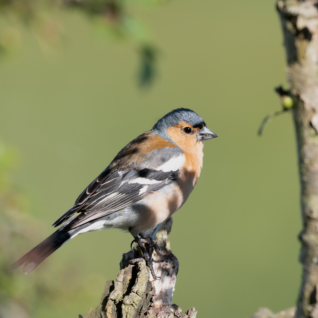 Common Chaffinch - ML590335551