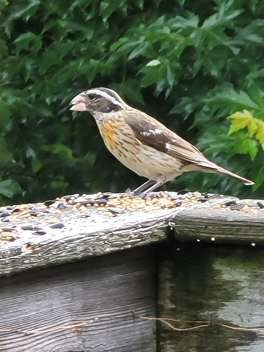 Rose-breasted Grosbeak - Sandra Poytress