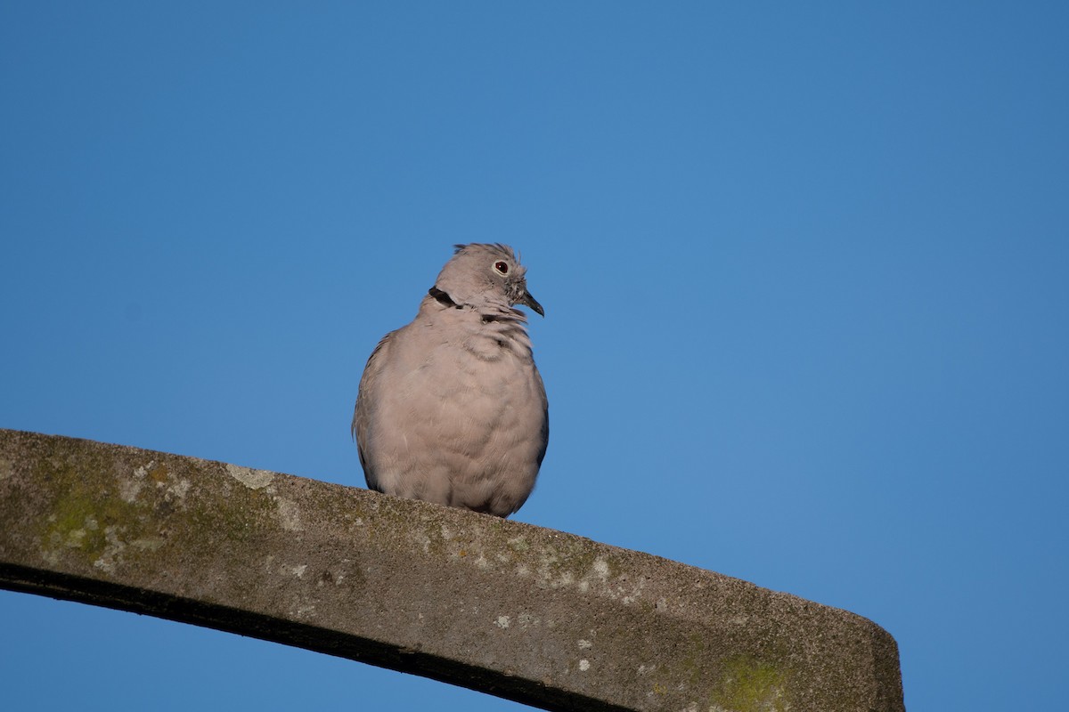 Eurasian Collared-Dove - ML590335721