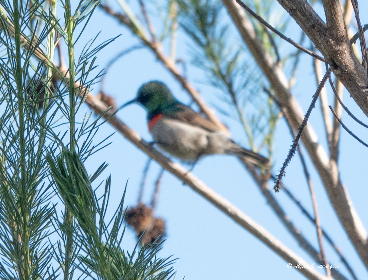 Kapnektarvogel - ML590335951