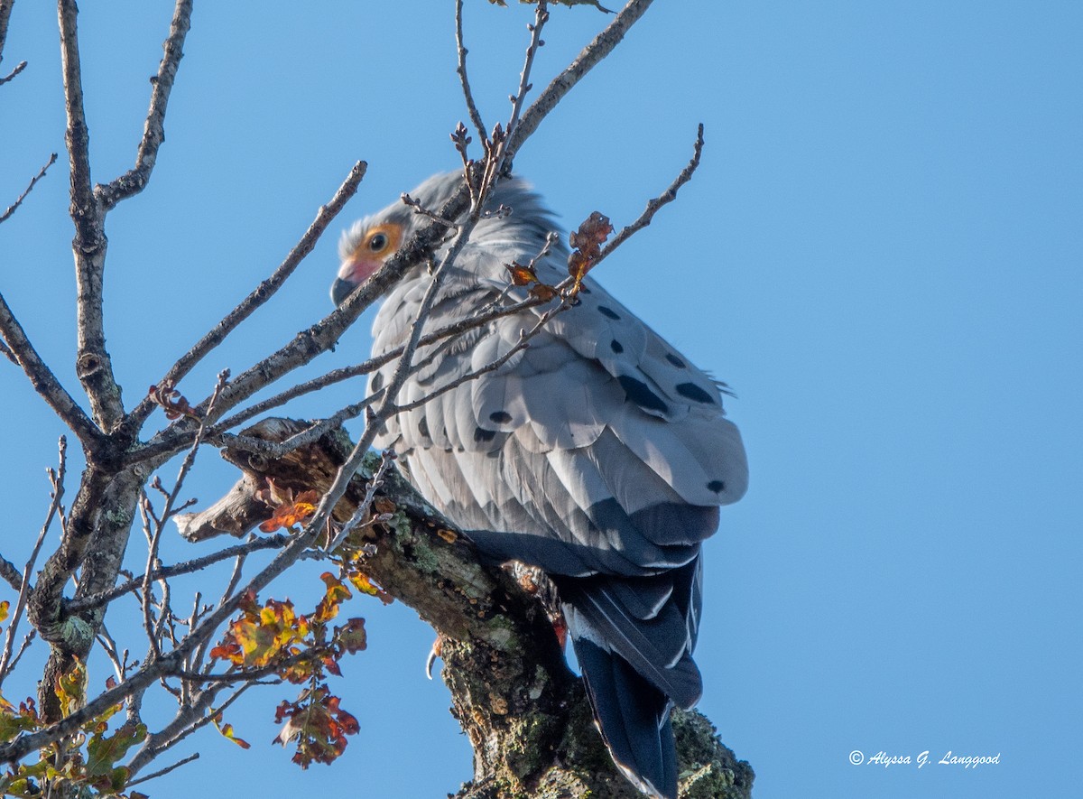 チュウヒダカ - ML590335981