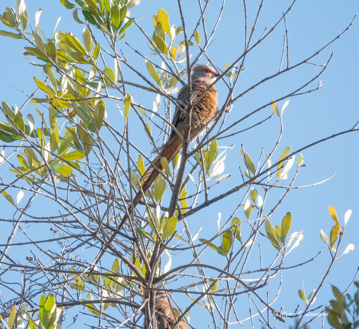 Red-faced Mousebird - ML590336131