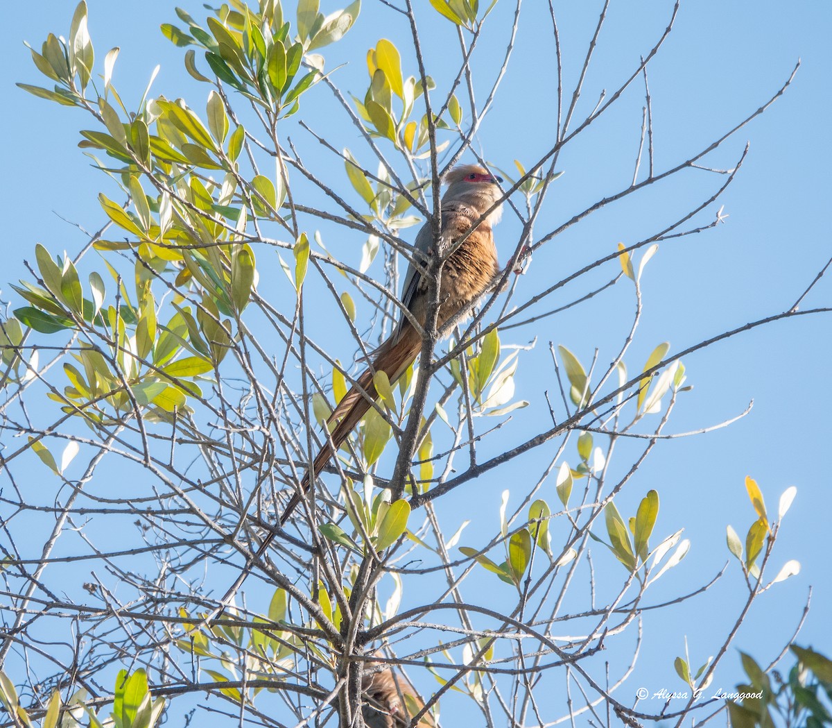 Rotzügel-Mausvogel - ML590336151
