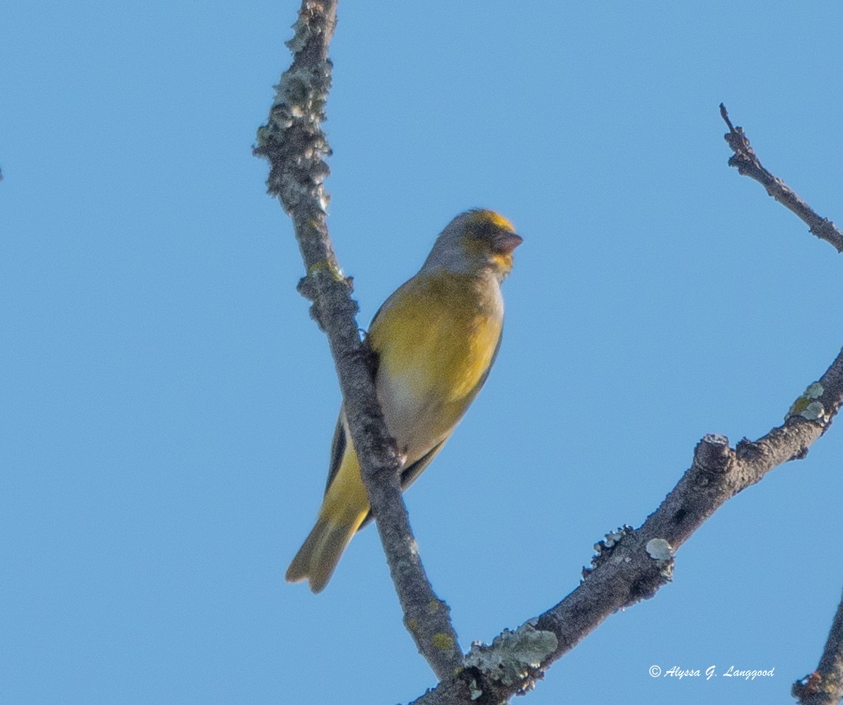 Cape Canary - ML590336231