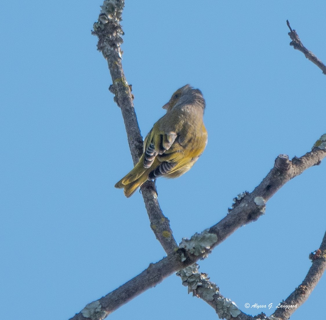 Cape Canary - ML590336421