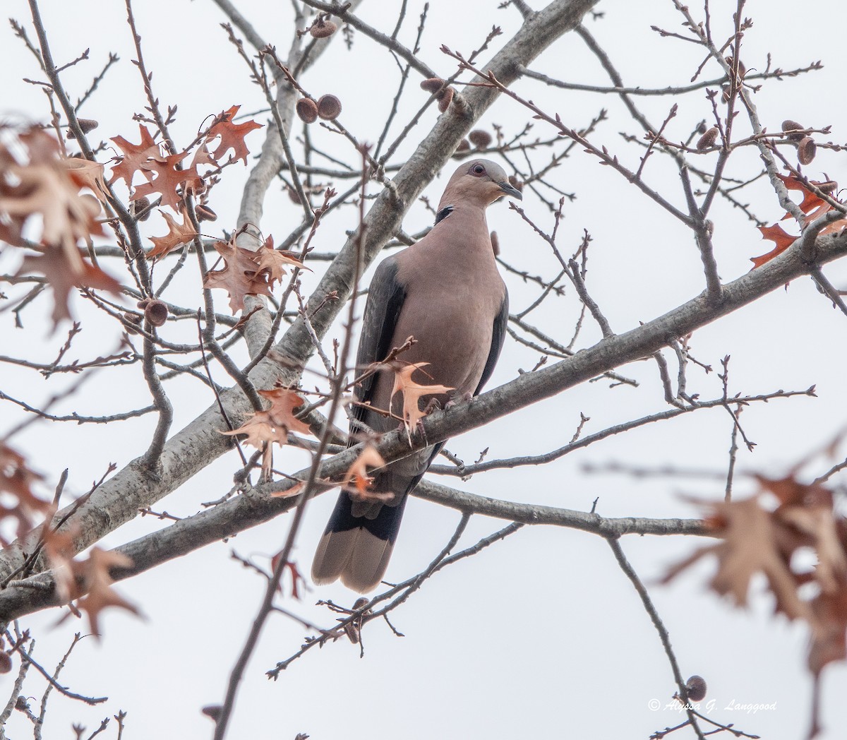 Halbmondtaube - ML590336481