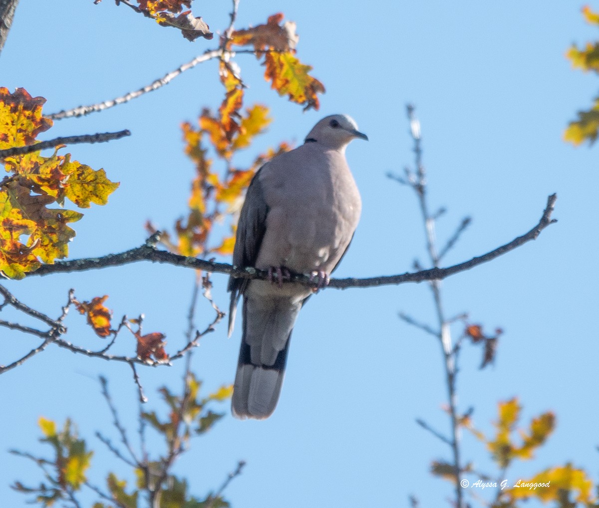 Red-eyed Dove - ML590336511