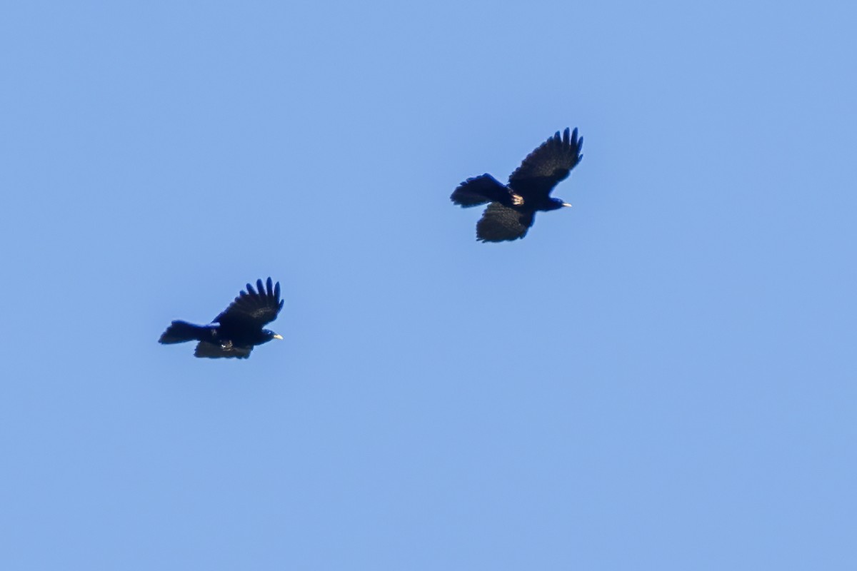 Yellow-billed Chough - Göktuğ  Güzelbey