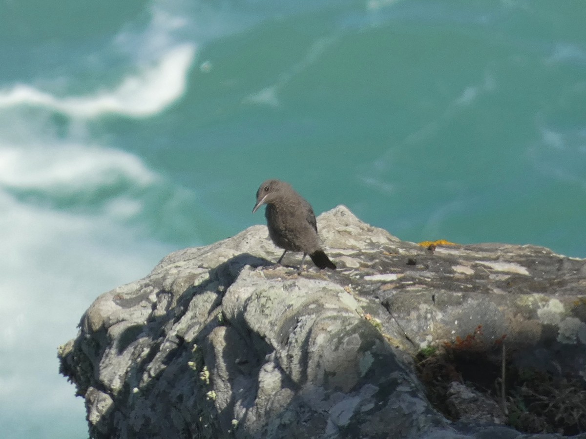 Blue Rock-Thrush - ML590338391