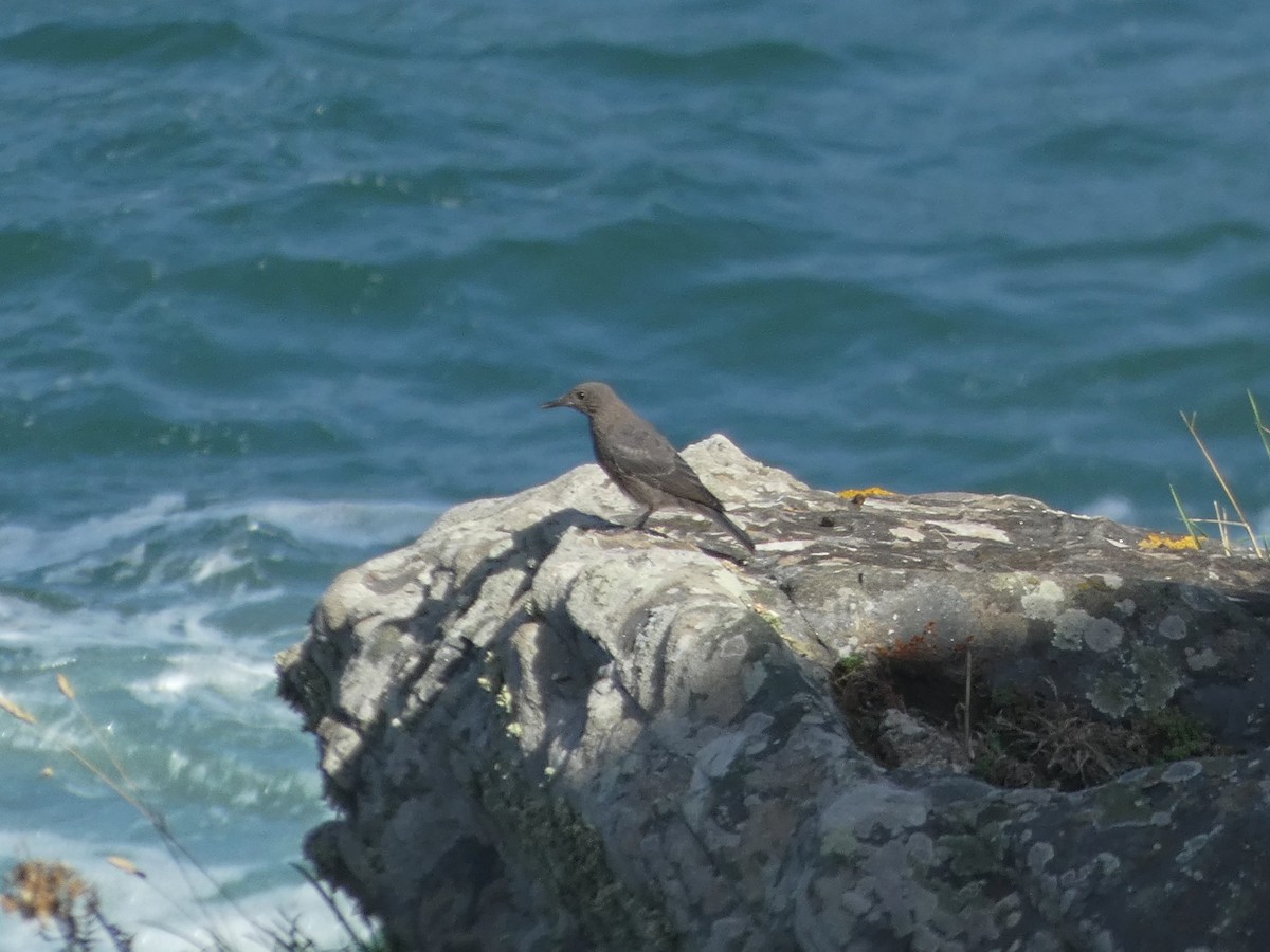 Blue Rock-Thrush - ML590338401