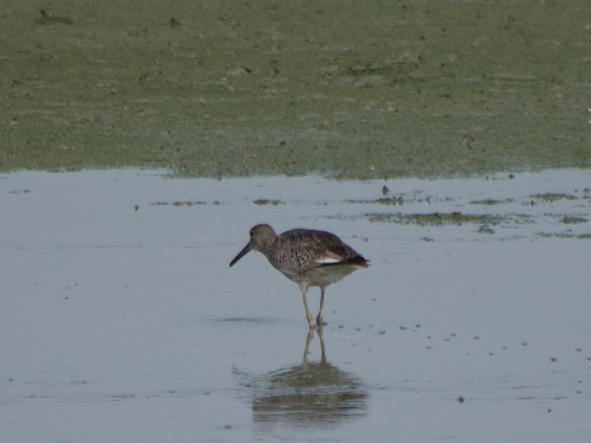 Willet - ML590339161