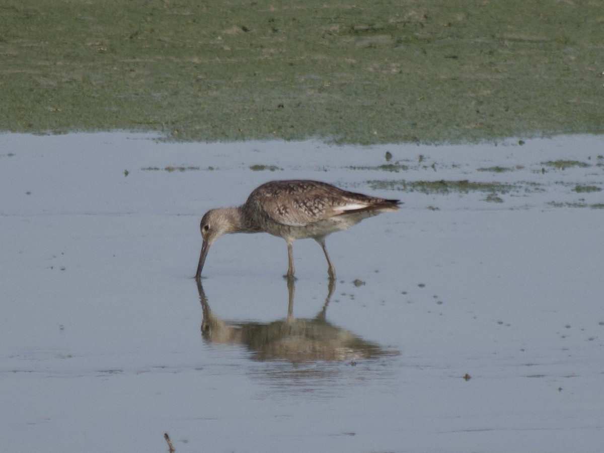 Willet - ML590339171