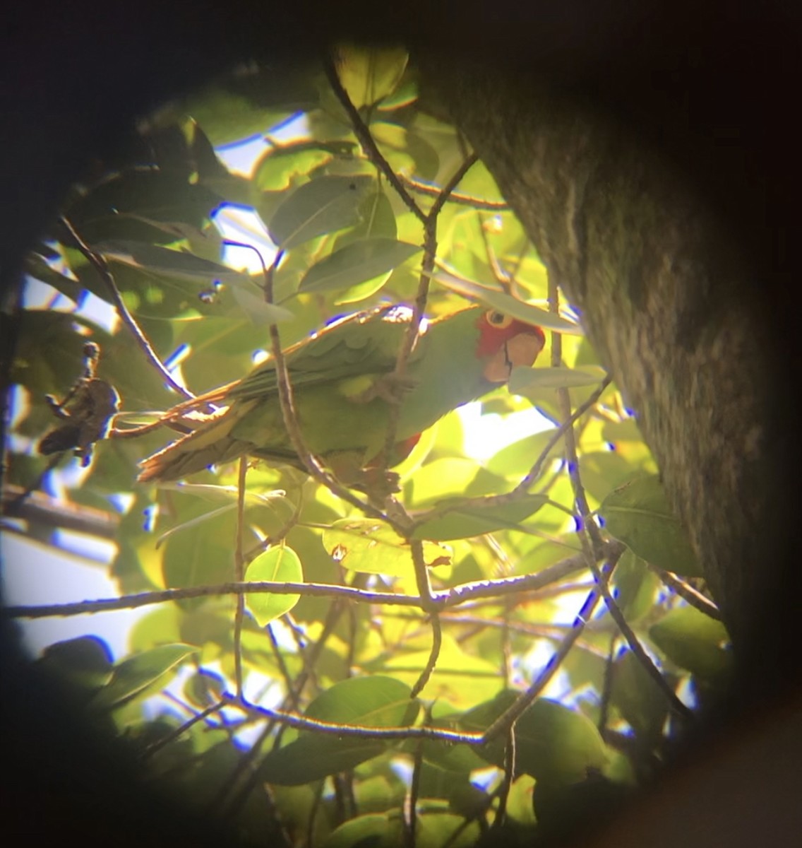 Conure à tête rouge - ML590339401